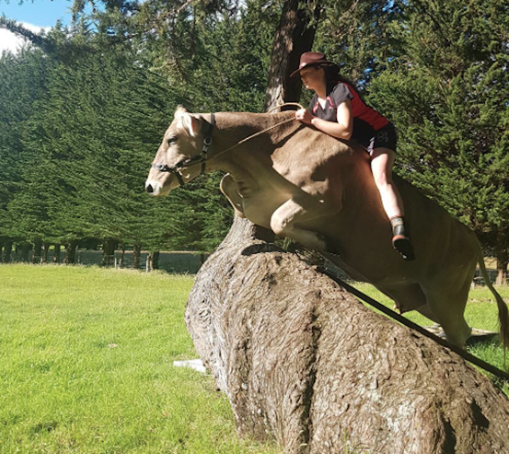 New Zealand Girl Taught Her Cow To Show Jump Like A Horse The Delite