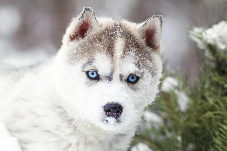 Winter Portrait Of A Cute Blue-Eyed Husky Puppy Against A Background Of ...