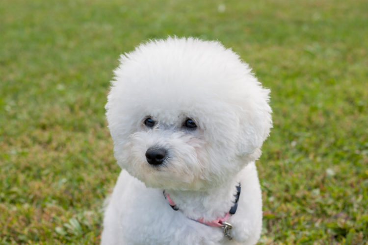 Cute Bichon Frise Is Sitting On A Spring Meadow. Close Up. Purebred Dog ...