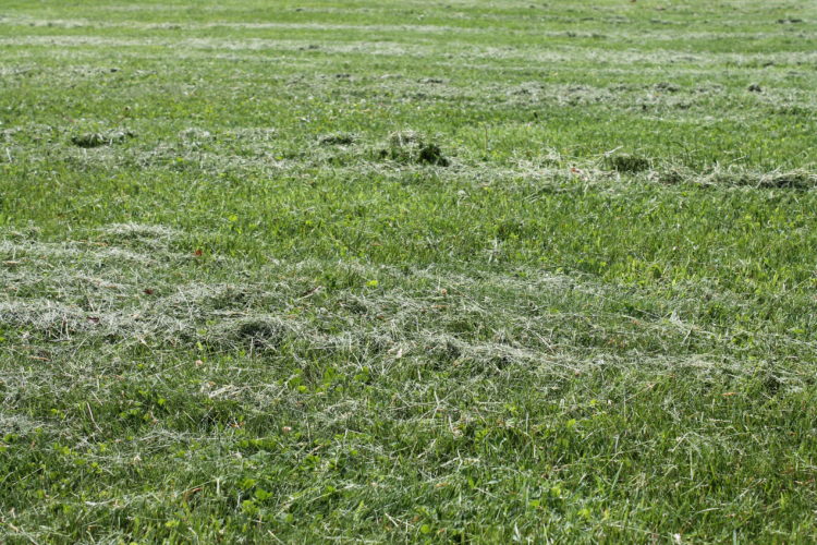 Grass Clippings On Freshly Mowed Lawn. - The Delite